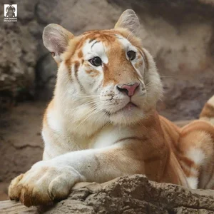 Viral Lion With Hilarious Expression Captivates Social Media Users - image 0