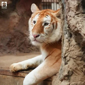 Viral Lion With Hilarious Expression Captivates Social Media Users - image 4