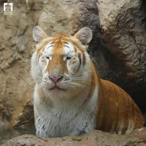 Viral Lion With Hilarious Expression Captivates Social Media Users - image 7