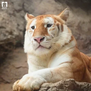 Viral Lion With Hilarious Expression Captivates Social Media Users - image 6
