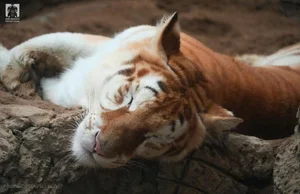 Viral Lion With Hilarious Expression Captivates Social Media Users - image 8