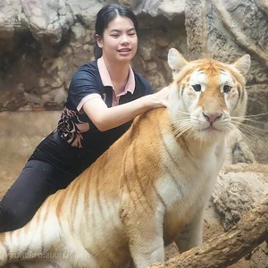 Viral Lion With Hilarious Expression Captivates Social Media Users - image 1