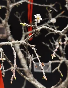Inside Miss Do Thi Ha’s Stunning Flower-Filled Apartment for the Lunar New Year - image 1