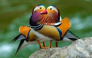 The Magical Beauty of the Mandarin Duck: The World's Most Stunning Waterfowl - image 1