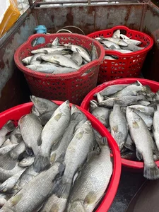 The Surprising Fish Healthier Than Salmon: Nutritional Benefits and Sustainable Choices - image 3