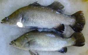 The Surprising Fish Healthier Than Salmon: Nutritional Benefits and Sustainable Choices - image 5