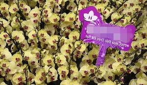 The 4 Billion VND Gold-Plated Orchid: A Masterpiece of Luxury and Craftsmanship - image 10