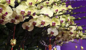 The 4 Billion VND Gold-Plated Orchid: A Masterpiece of Luxury and Craftsmanship - image 6