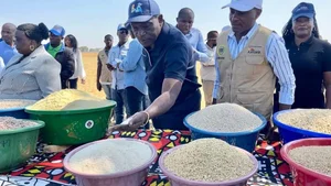 Quang Linh Vlogs Succeeds in Angola: Transforming Agriculture and Welcoming Diplomatic Visits - image 5