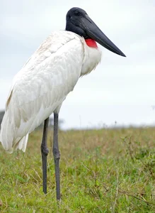 The Marabou Stork: Nature’s Giant Scavenger with a Unique and Striking Appearance - image 3