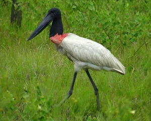The Marabou Stork: Nature’s Giant Scavenger with a Unique and Striking Appearance - image 0