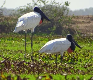 The Marabou Stork: Nature’s Giant Scavenger with a Unique and Striking Appearance - image 1