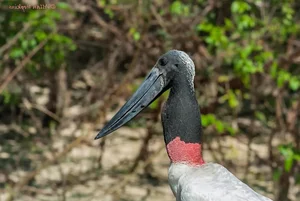 The Marabou Stork: Nature’s Giant Scavenger with a Unique and Striking Appearance - image 2