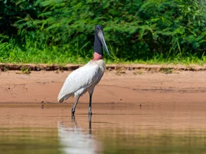 The Marabou Stork: Nature’s Giant Scavenger with a Unique and Striking Appearance - image 7