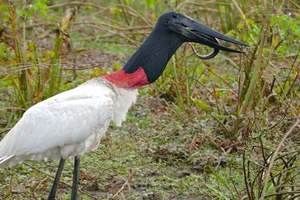 The Marabou Stork: Nature’s Giant Scavenger with a Unique and Striking Appearance - image 4