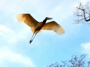 The Marabou Stork: Nature’s Giant Scavenger with a Unique and Striking Appearance - image 5