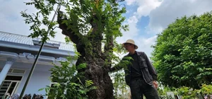 Stunning Fruit Tree Bonsai: Rare Masterpieces Worth Millions - image 4