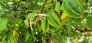 Stunning Fruit Tree Bonsai: Rare Masterpieces Worth Millions - image 1