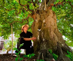 Stunning Fruit Tree Bonsai: Rare Masterpieces Worth Millions - image 3