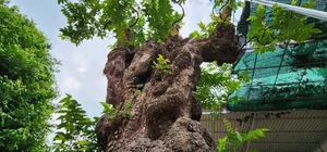 Stunning Fruit Tree Bonsai: Rare Masterpieces Worth Millions - image 2