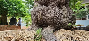 Stunning Fruit Tree Bonsai: Rare Masterpieces Worth Millions - image 0