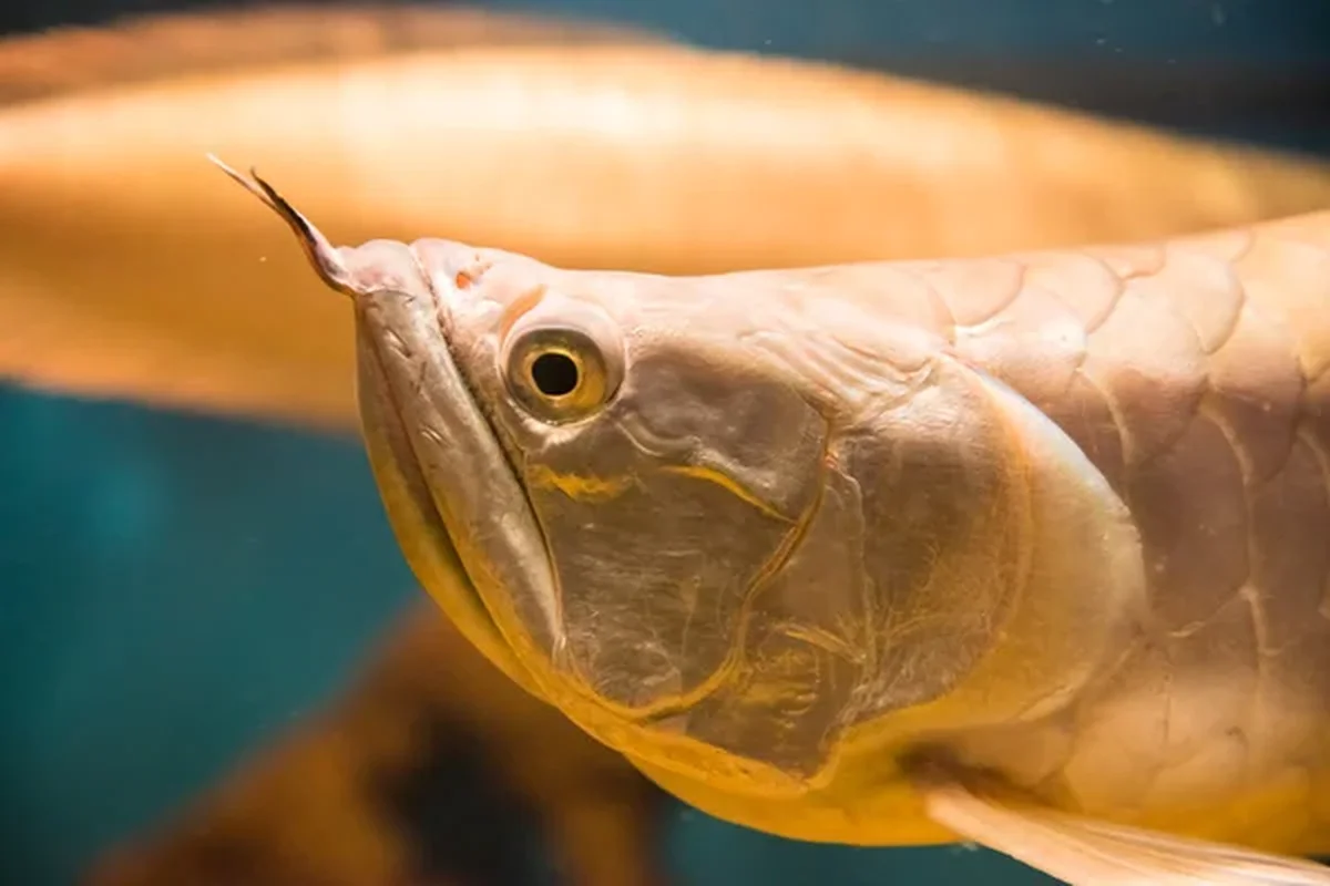 The Mystery Dragon-Scaled Fish: A Rare Catch That Shocked the Angling World