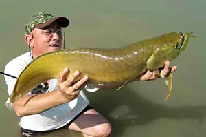 The Mystery Dragon-Scaled Fish: A Rare Catch That Shocked the Angling World - image 4
