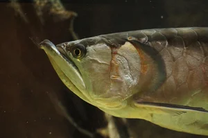 The Mystery Dragon-Scaled Fish: A Rare Catch That Shocked the Angling World - image 2
