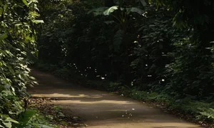 A Magical Journey to Cuc Phuong National Park: Witnessing the Spectacular Butterfly Season - image 1