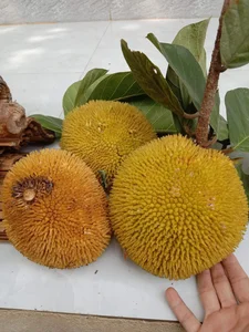 Tiny Jackfruit Craze: Why Everyone Is Buying This $70,000/kg Mini Fruit Online - image 2