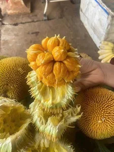 Tiny Jackfruit Craze: Why Everyone Is Buying This $70,000/kg Mini Fruit Online - image 0