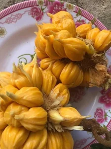 Tiny Jackfruit Craze: Why Everyone Is Buying This $70,000/kg Mini Fruit Online - image 7