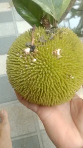 Tiny Jackfruit Craze: Why Everyone Is Buying This $70,000/kg Mini Fruit Online - image 5