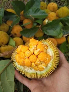 Tiny Jackfruit Craze: Why Everyone Is Buying This $70,000/kg Mini Fruit Online - image 1