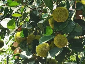 Tiny Jackfruit Craze: Why Everyone Is Buying This $70,000/kg Mini Fruit Online - image 3