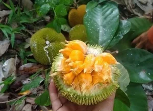 Tiny Jackfruit Craze: Why Everyone Is Buying This $70,000/kg Mini Fruit Online - image 6