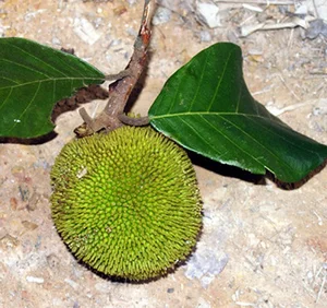 Tiny Jackfruit Craze: Why Everyone Is Buying This $70,000/kg Mini Fruit Online - image 4