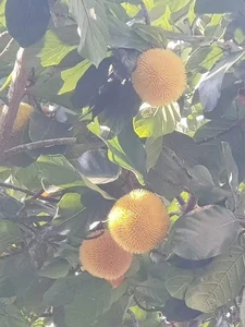 Tiny Jackfruit Craze: Why Everyone Is Buying This $70,000/kg Mini Fruit Online - image 9