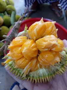 Tiny Jackfruit Craze: Why Everyone Is Buying This $70,000/kg Mini Fruit Online - image 8