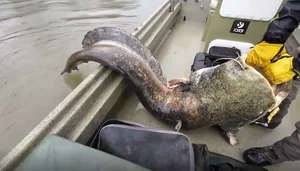 Angler’s Incredible Catch: Over 100kg Water Monster Leads to a Surprising Decision - image 2