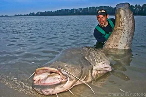 Angler’s Incredible Catch: Over 100kg Water Monster Leads to a Surprising Decision - image 3