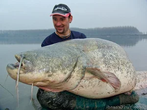 Angler’s Incredible Catch: Over 100kg Water Monster Leads to a Surprising Decision - image 0