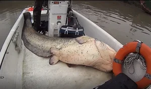 Angler’s Incredible Catch: Over 100kg Water Monster Leads to a Surprising Decision - image 6