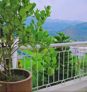 Inside Actor Manh Truong’s Resort-Style Villa with Stunning Mountain Views - image 7