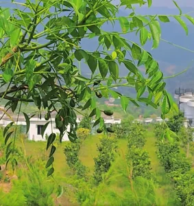 Inside Actor Manh Truong’s Resort-Style Villa with Stunning Mountain Views - image 10