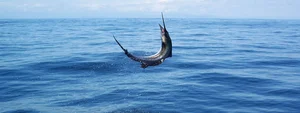 Fisherman Strikes Gold with Rare Multi-Million Dollar Marine Discovery - image 4