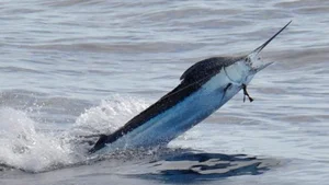 Fisherman Strikes Gold with Rare Multi-Million Dollar Marine Discovery - image 7