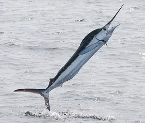 Fisherman Strikes Gold with Rare Multi-Million Dollar Marine Discovery - image 0
