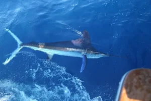 Fisherman Strikes Gold with Rare Multi-Million Dollar Marine Discovery - image 5