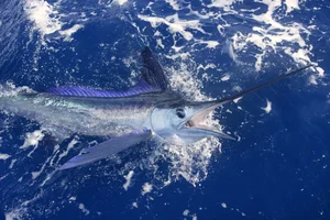 Fisherman Strikes Gold with Rare Multi-Million Dollar Marine Discovery - image 6